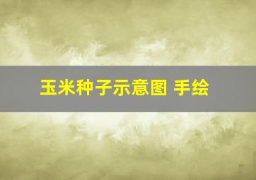 玉米种子示意图 手绘